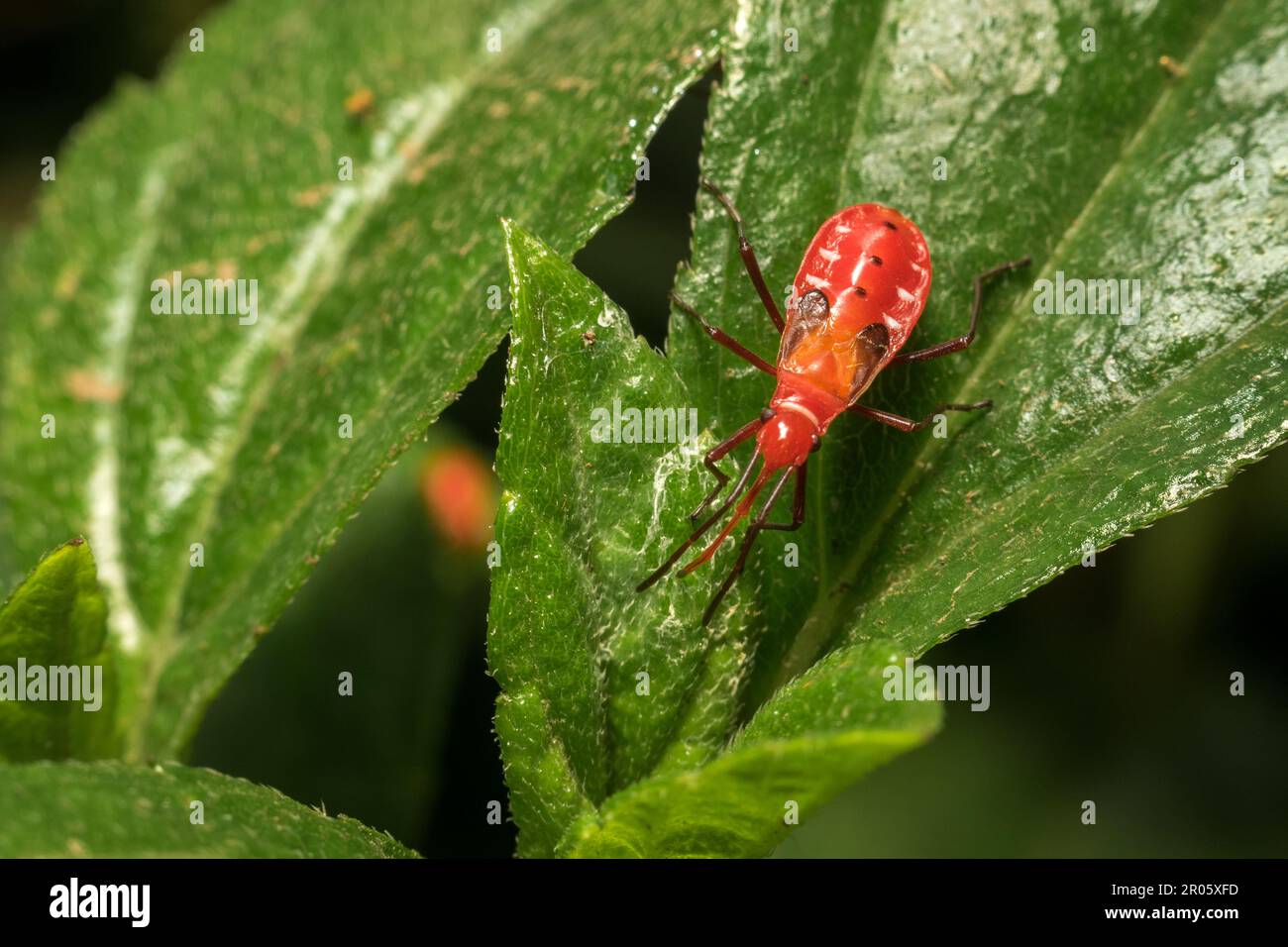 Nahaufnahme des Käfers aus roter Baumwolle mit seiner leuchtend roten Farbe und seinem spitzen Kopf, der auf grünen Blättern in einem Park in Mumbai, Indien, zu finden ist Stockfoto