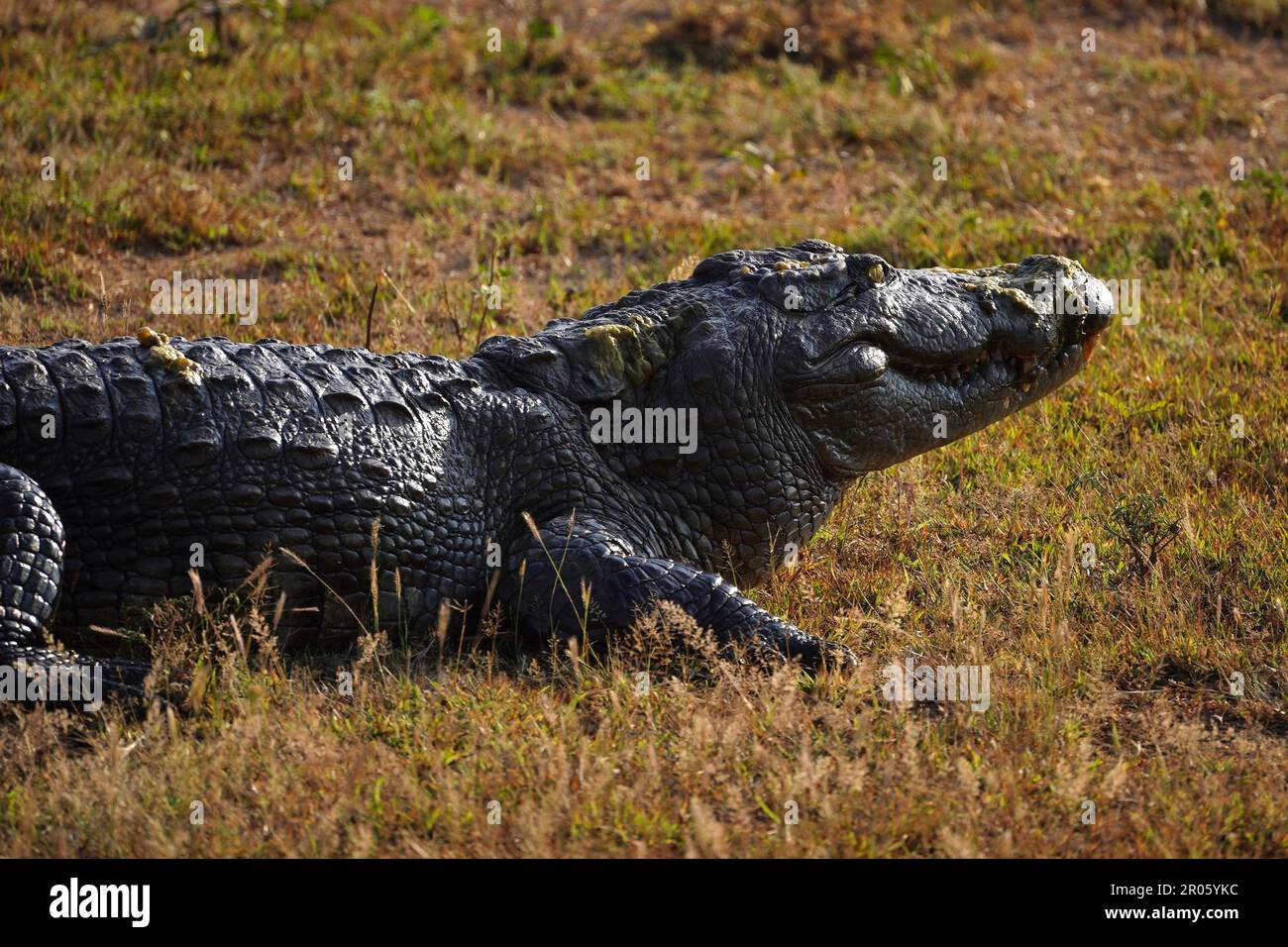 Großes Krokodilsonnenbaden in Sri Lanka Stockfoto