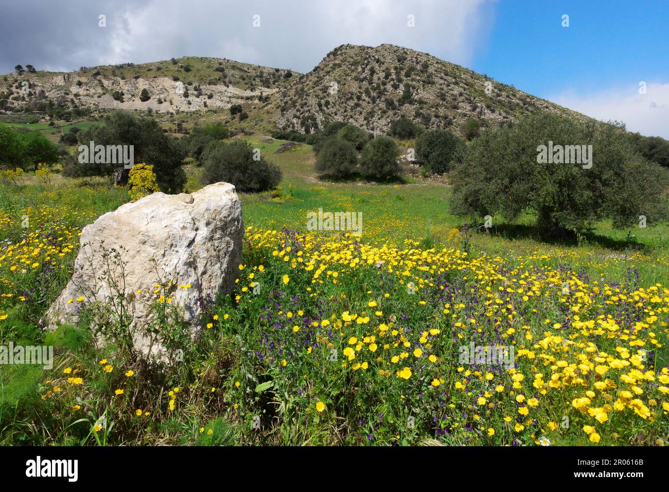 Feld mit gelben Blumen und Olivenbäumen in der Frühlingslandschaft von Sizilien, Italien Stockfoto