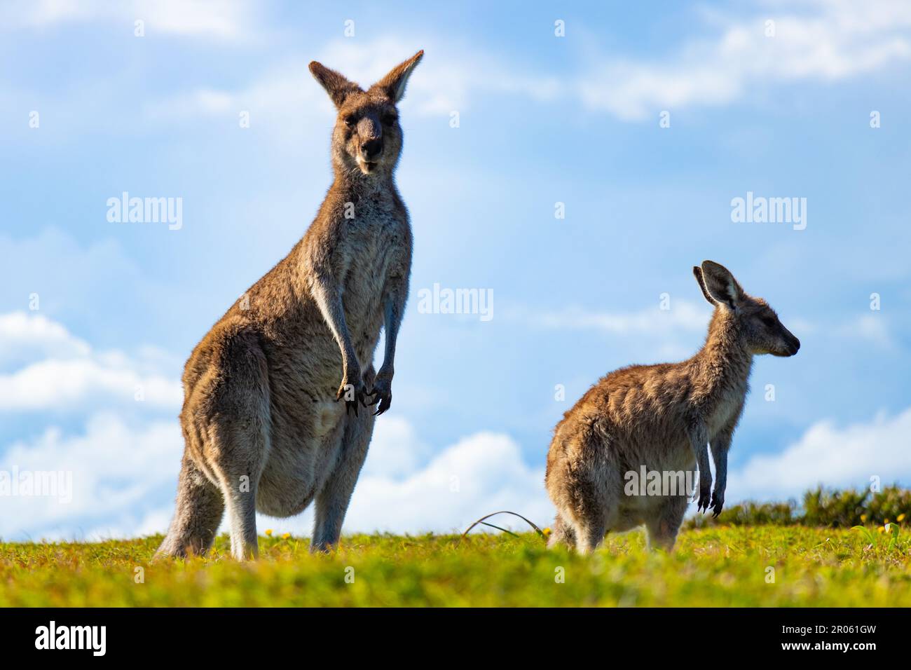 Zwei Kängurus im Yuraygir-Nationalpark an der Küste von New South Wales, Australien Stockfoto