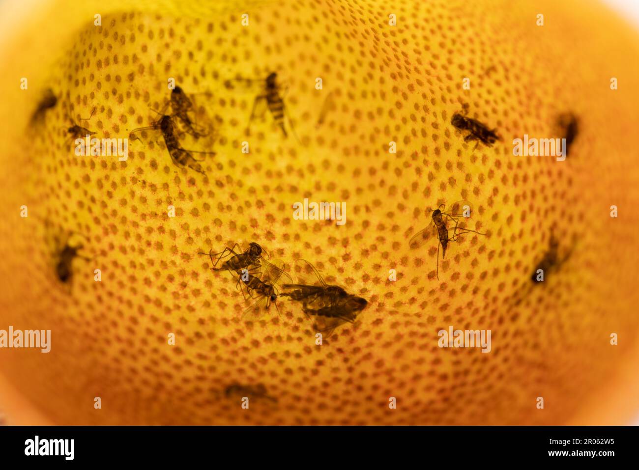 Mücken, die in der Pitcher Cup of Nepenthes, einer Gattung fleischfressender Pflanzen, auch bekannt als tropische Pitcher, oder Affenbecher, im gefangen und gestorben sind Stockfoto