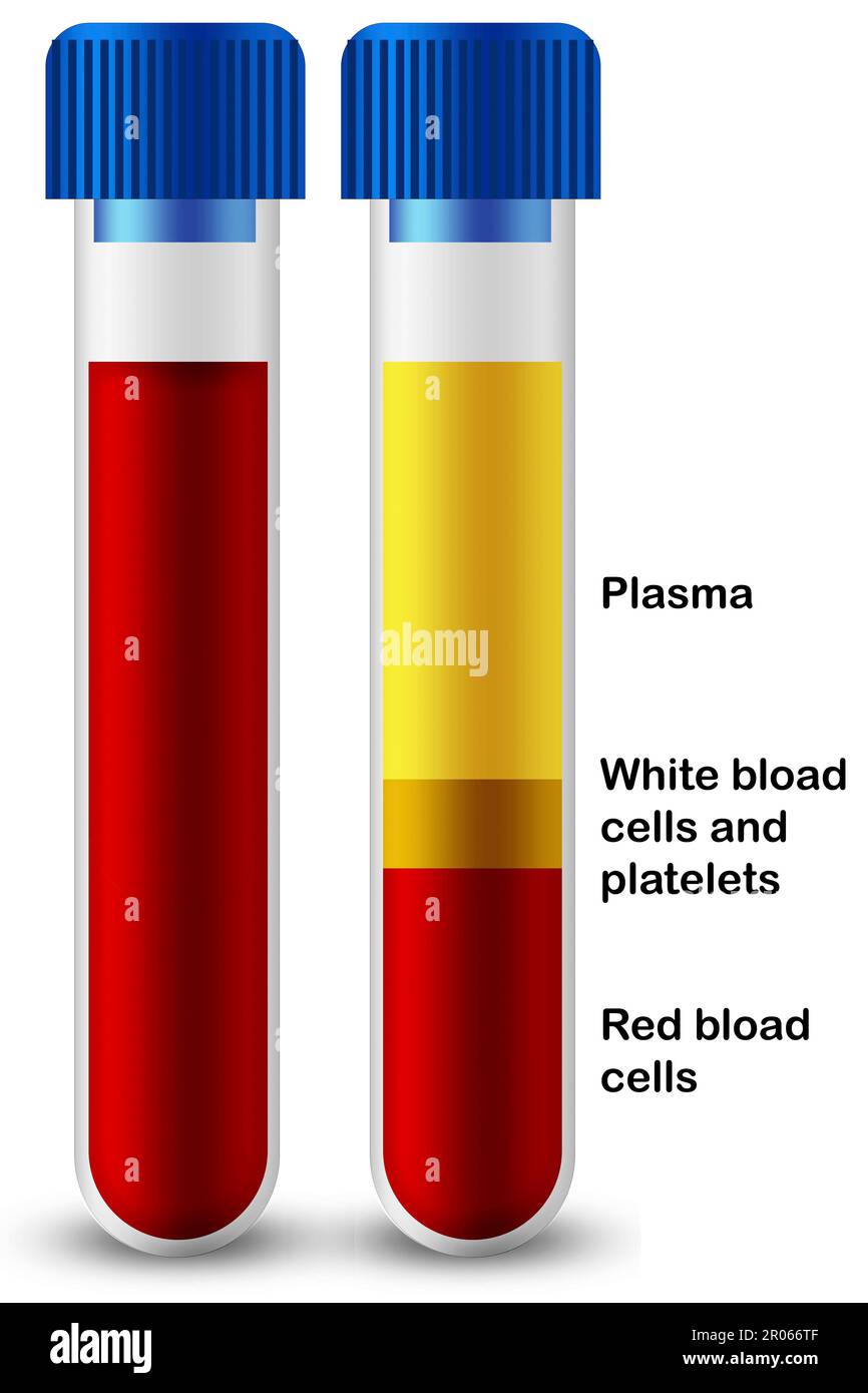 Blutzusammensetzung von Blutplättchen, rotem Blut und weißen Blutkörperchen im medizinischen Reagenzglas, 3D-Rendering Stockfoto