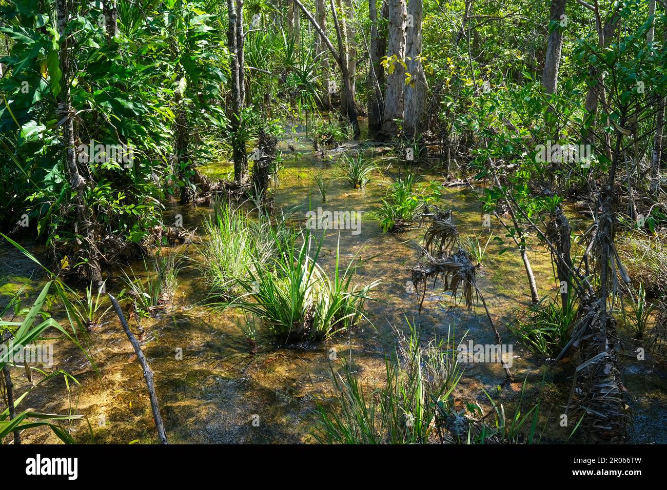 Wasserstrahl im australischen Busch im Litchfield National Park, Northern Territory Australia Stockfoto