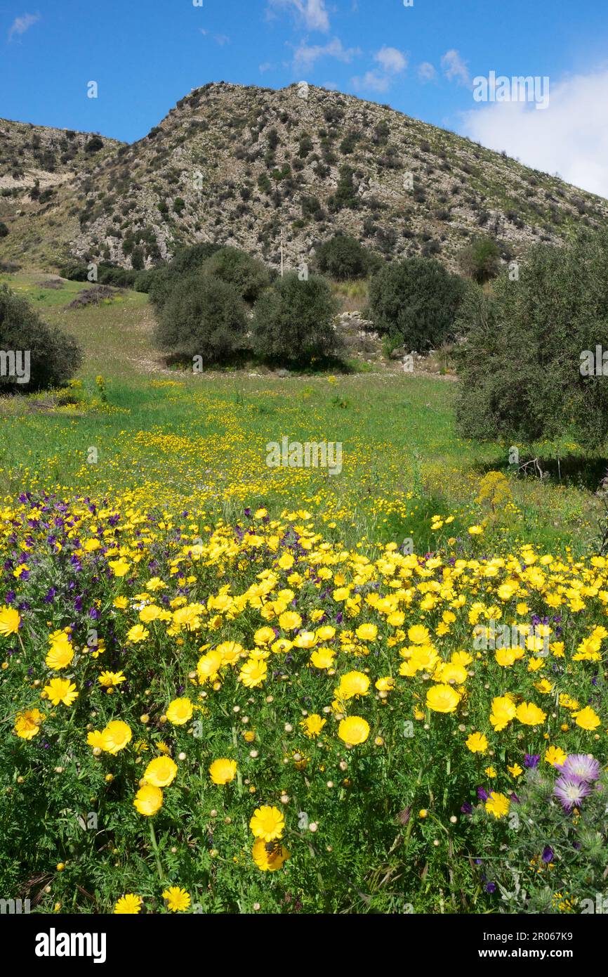 Gelbes Blumenfeld und Olivenbäume in der Frühlingslandschaft von Sizilien, Italien Stockfoto