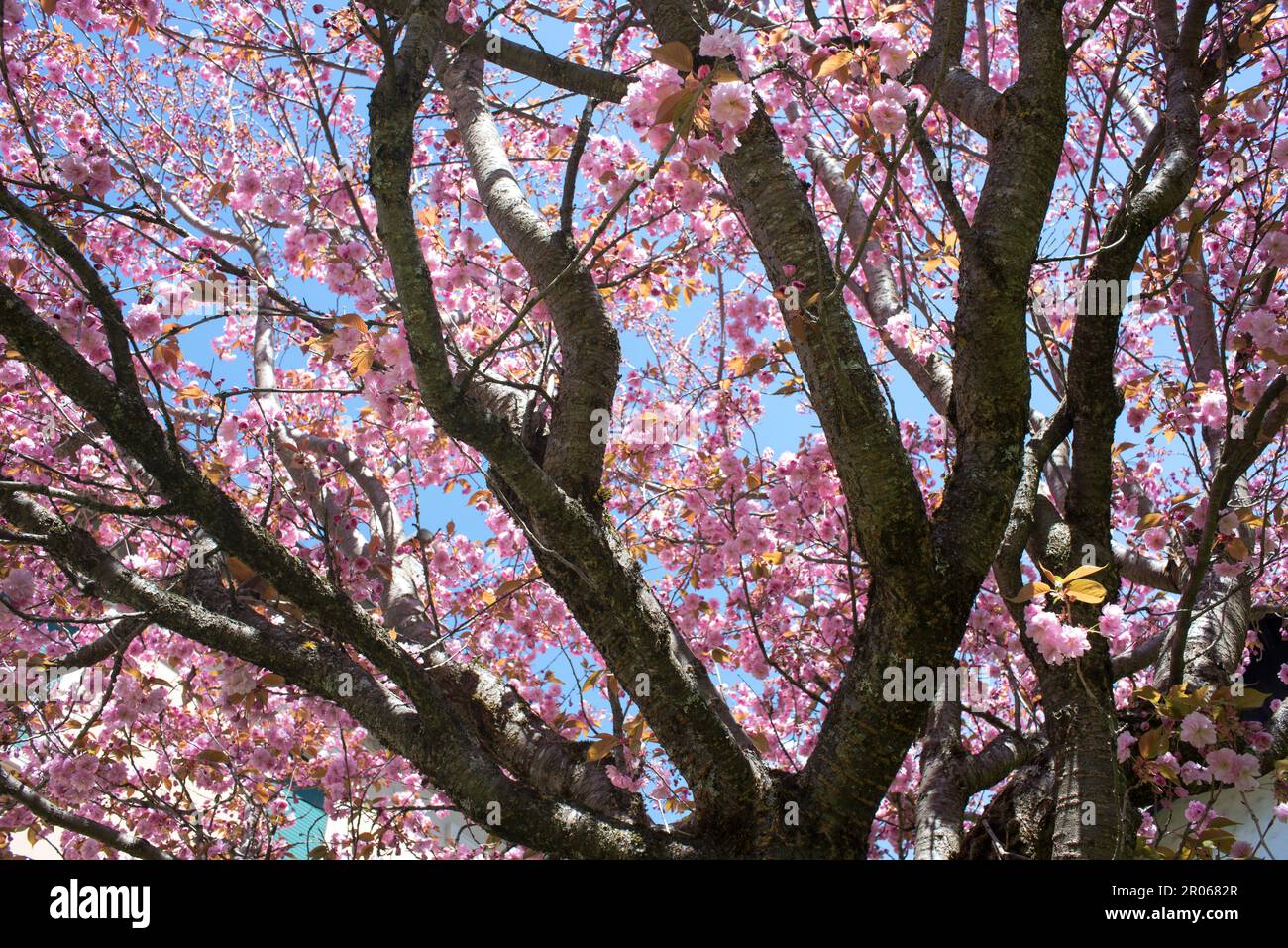 Splendidi fiori rosa di un Bell'albero di ciliegio Stockfoto