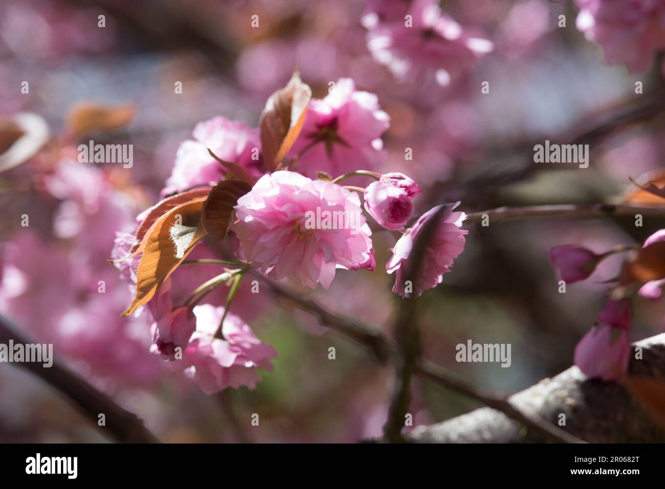 Splendidi fiori rosa di un Bell'albero di ciliegio Stockfoto