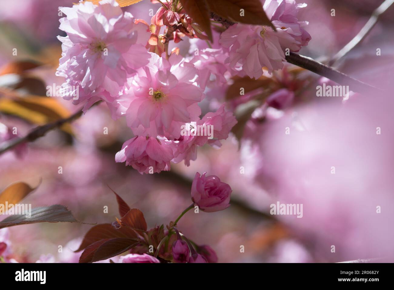 Splendidi fiori rosa di un Bell'albero di ciliegio Stockfoto