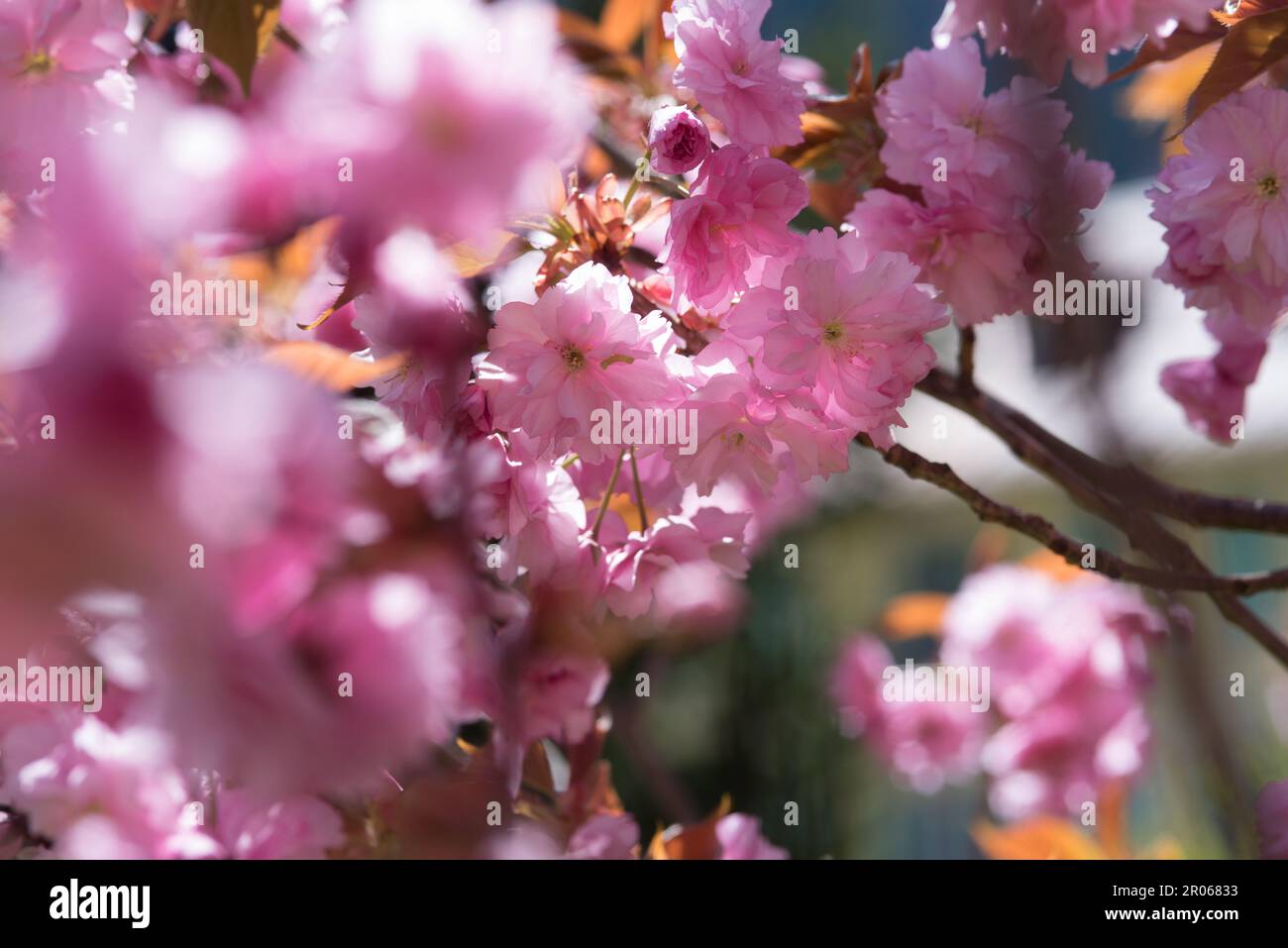 Splendidi fiori rosa di un Bell'albero di ciliegio Stockfoto