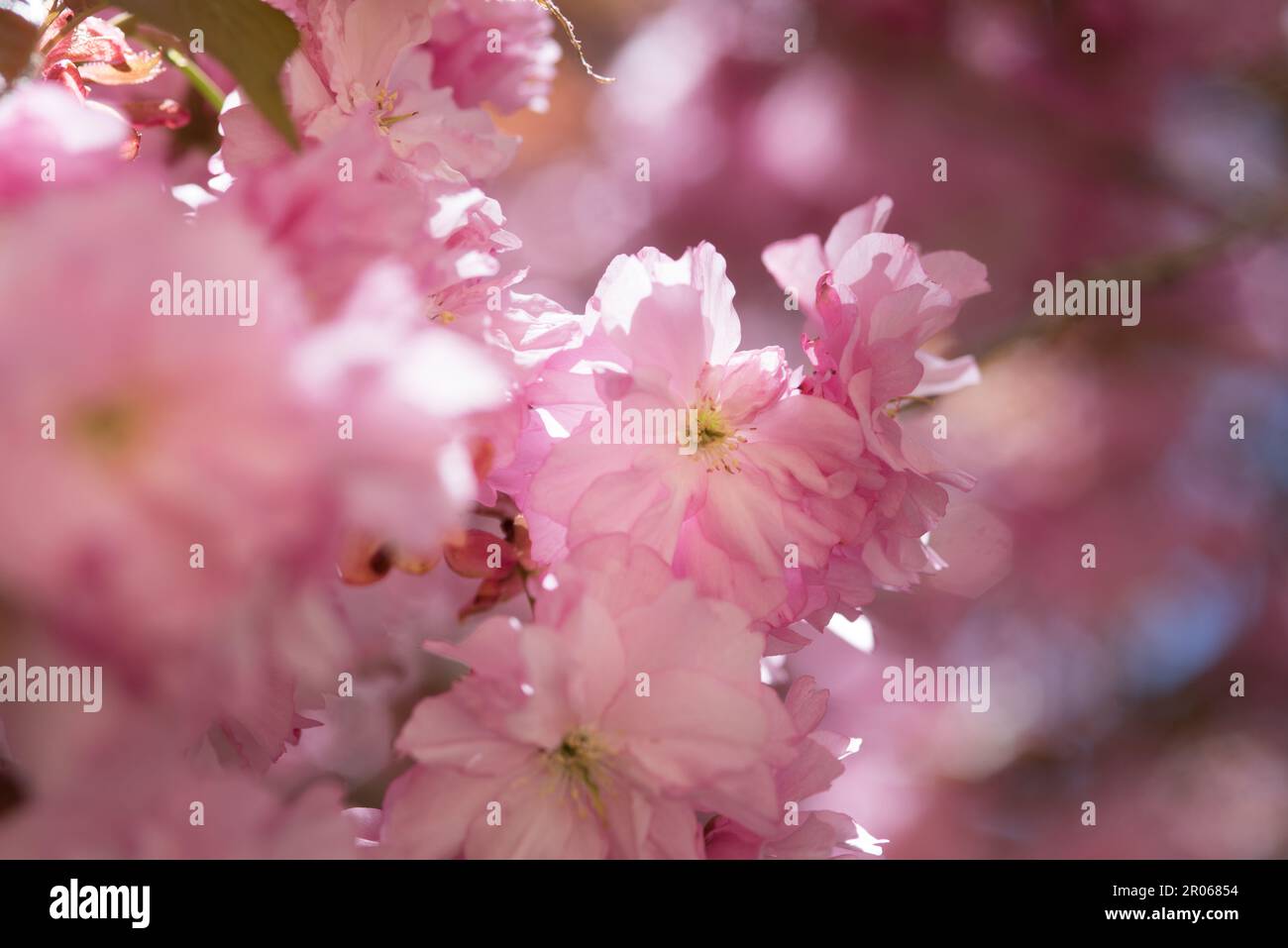 Splendidi fiori rosa di un Bell'albero di ciliegio Stockfoto