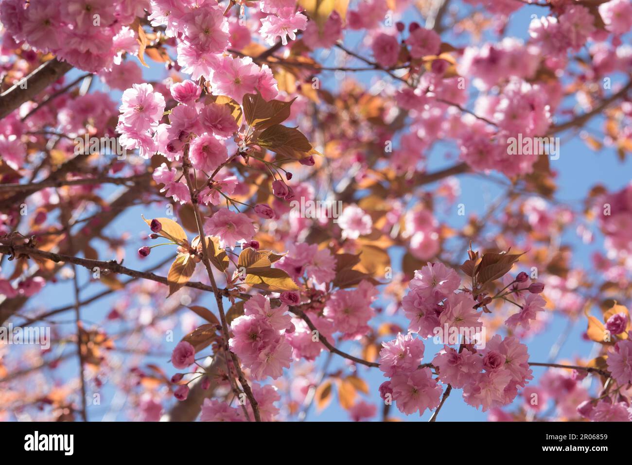 Splendidi fiori rosa di un Bell'albero di ciliegio Stockfoto