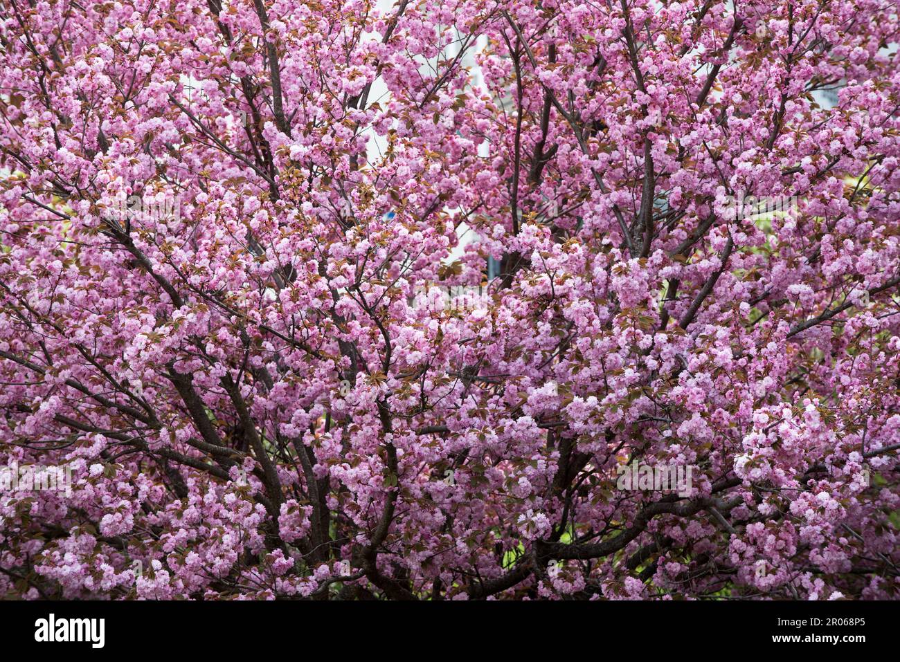 Splendidi fiori rosa di un Bell'albero di ciliegio Stockfoto