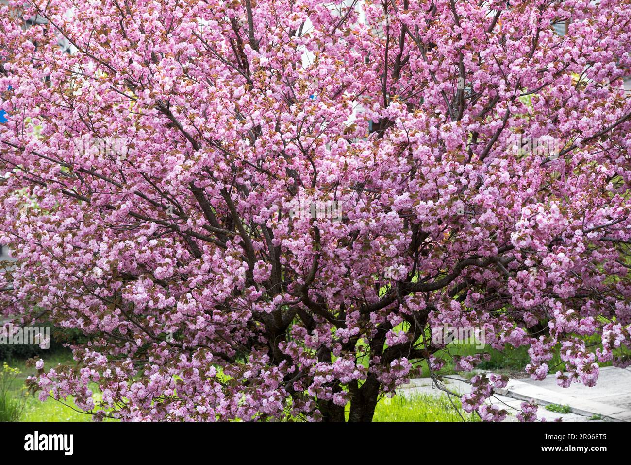 Splendidi fiori rosa di un Bell'albero di ciliegio Stockfoto