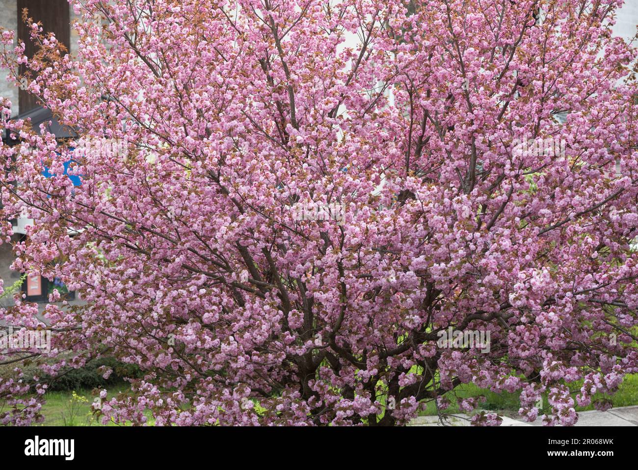 Splendidi fiori rosa di un Bell'albero di ciliegio Stockfoto