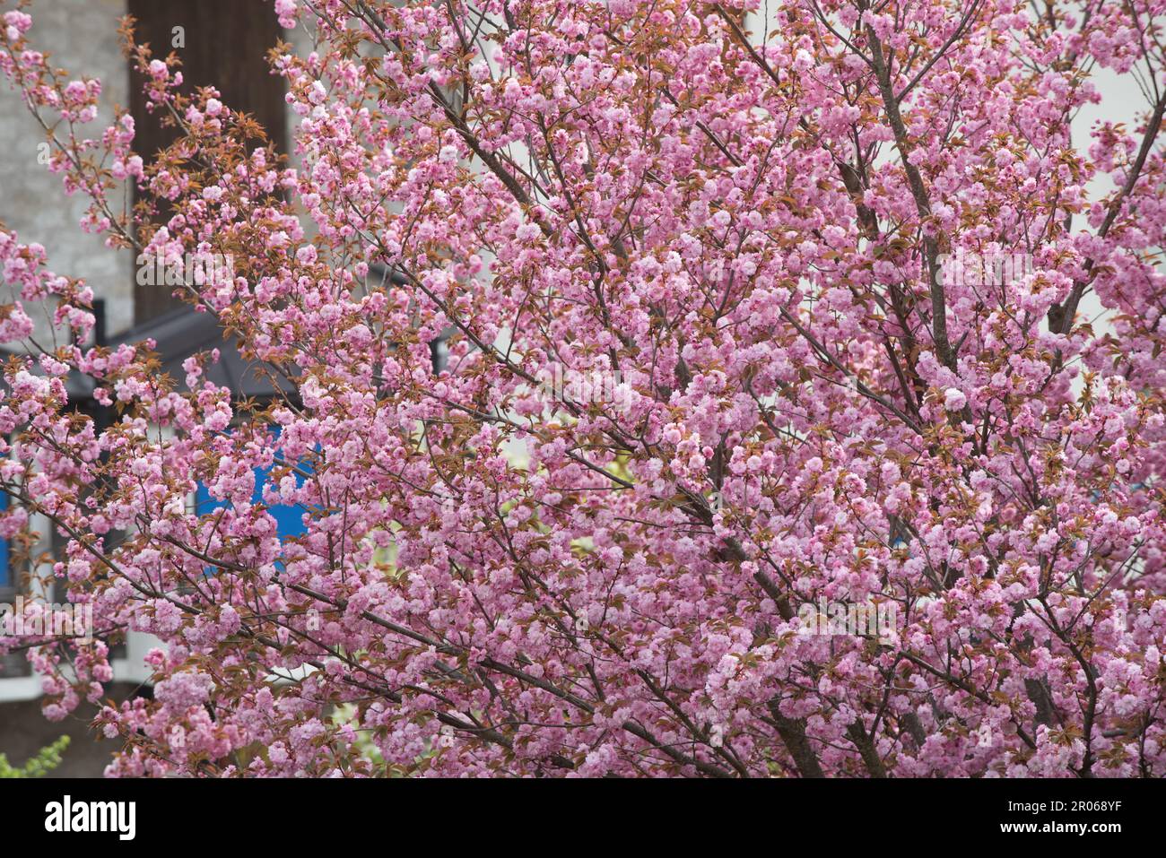 Splendidi fiori rosa di un Bell'albero di ciliegio Stockfoto