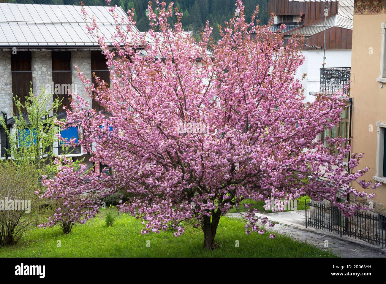 Splendidi fiori rosa di un Bell'albero di ciliegio Stockfoto