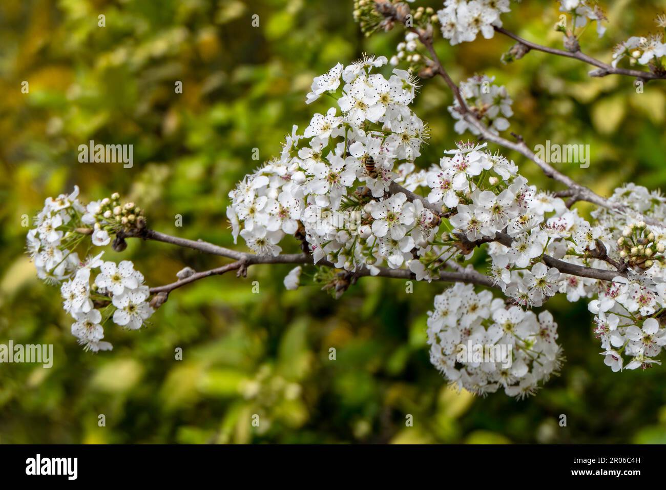 Weiße Blüten von Birnenbäumen, die im Frühling blühen Stockfoto