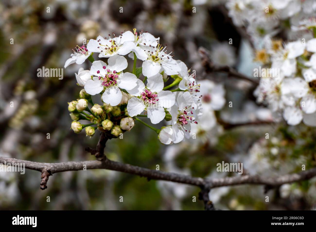 Weiße Blüten von Birnenbäumen, die im Frühling blühen Stockfoto