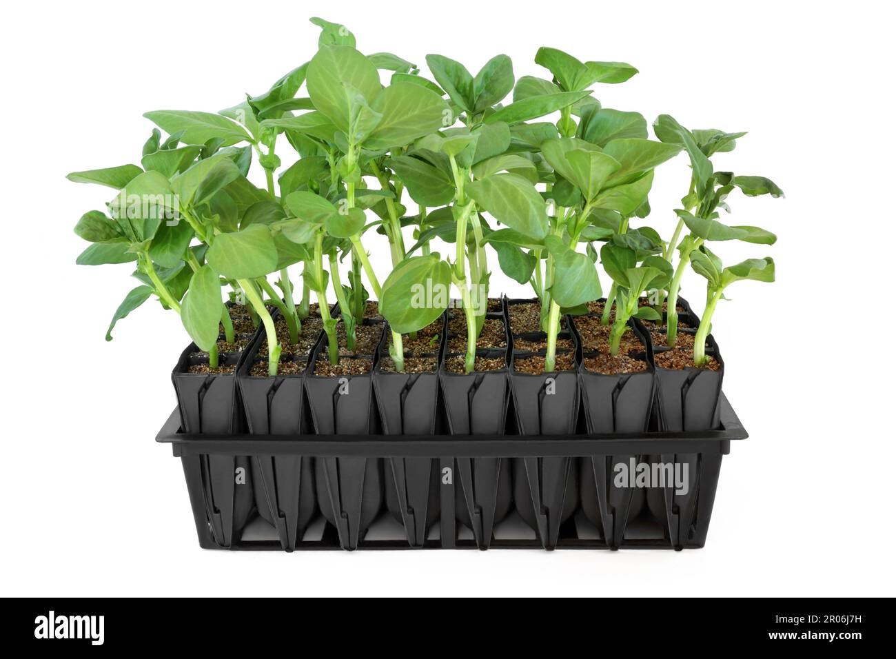 Pflanzen mit breiten Bohnen wachsen im Wurzeltrainer, um vor dem Auspflanzen Wachstum zu entwickeln. Senkrechtes Modul aus schwarzem Kunststoff auf weißem Hintergrund. Stockfoto