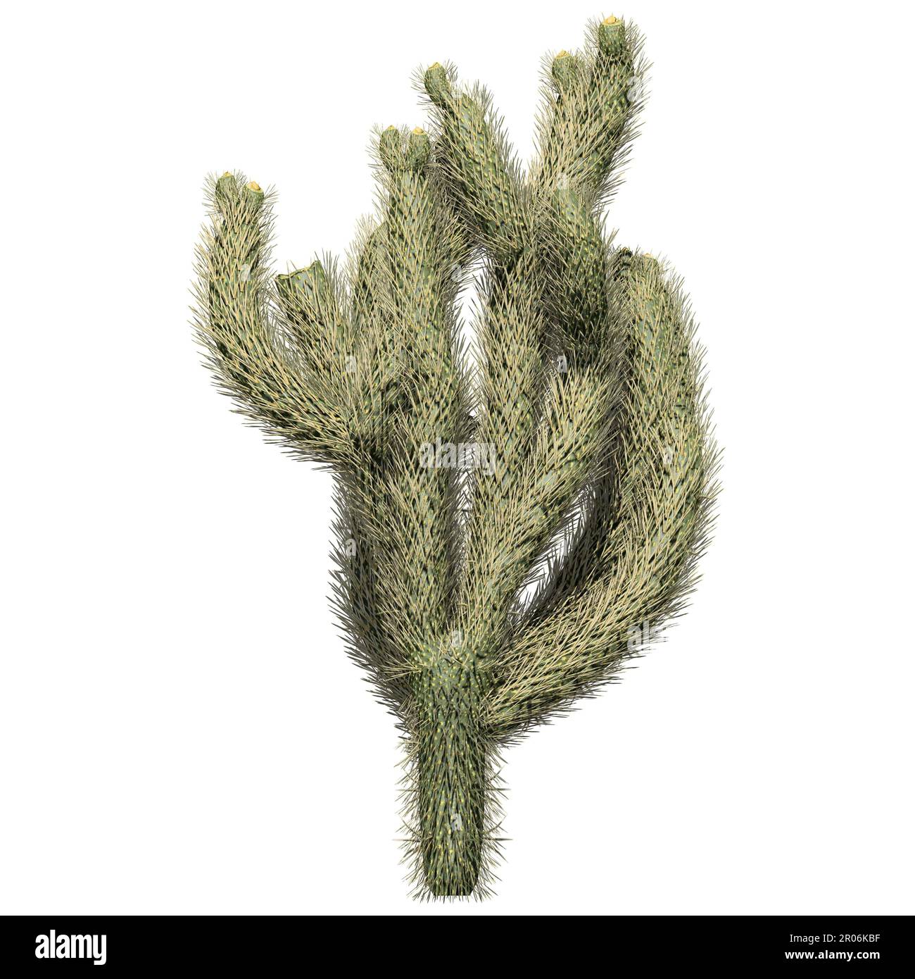 Anlage isoliert auf weißem Hintergrund, Vorderansicht - Cholla Cactus Stockfoto
