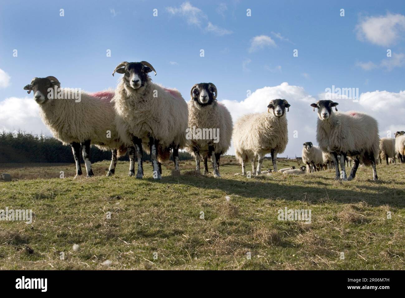 In Teesdale, County Durham, England, grasen neugierige Schafe auf Hügeln Stockfoto