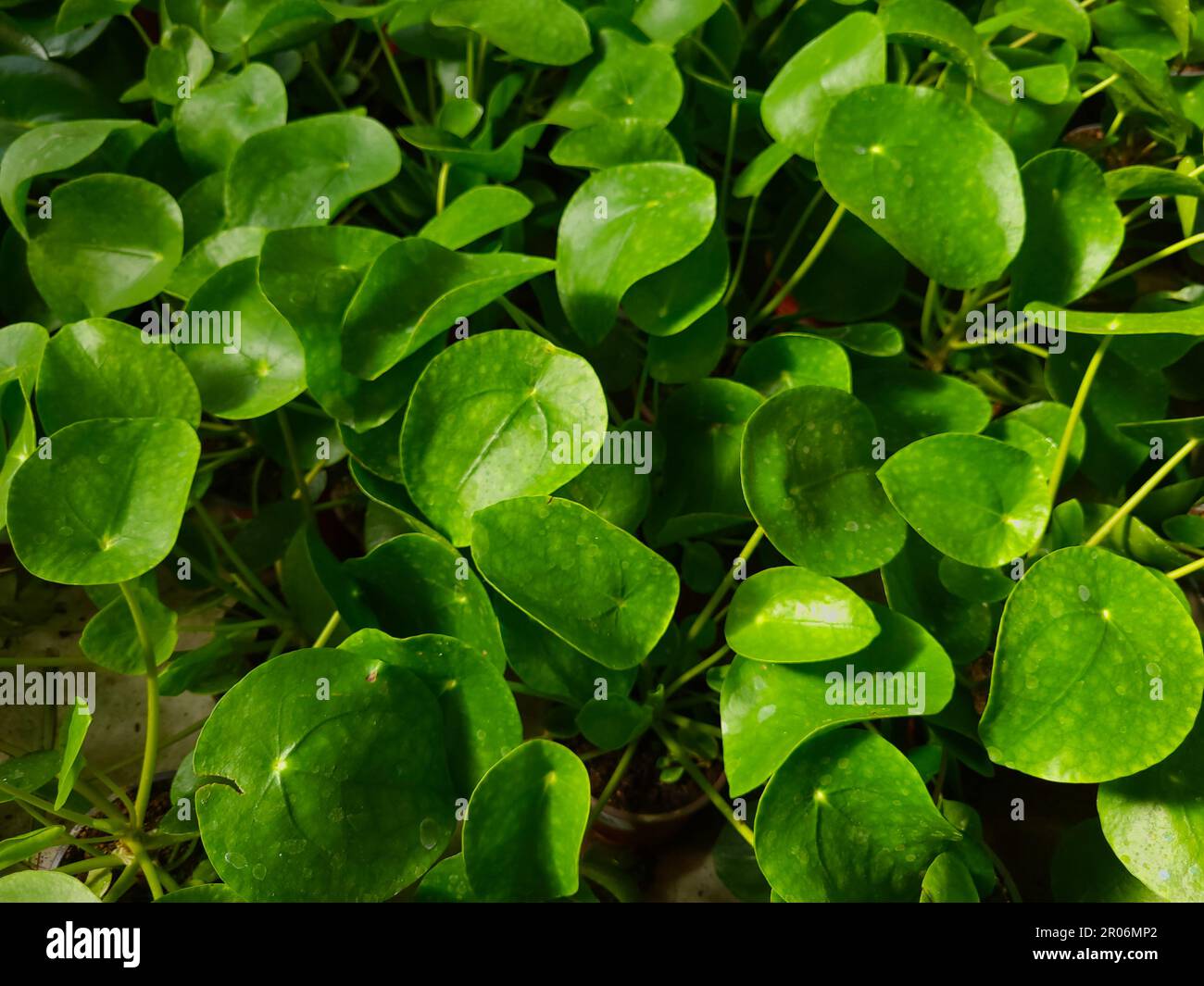 Pilea Peperomioides oder chinesische Geldfabrik im Gartenzentrum in Mijas, Málaga, Spanien. Stockfoto