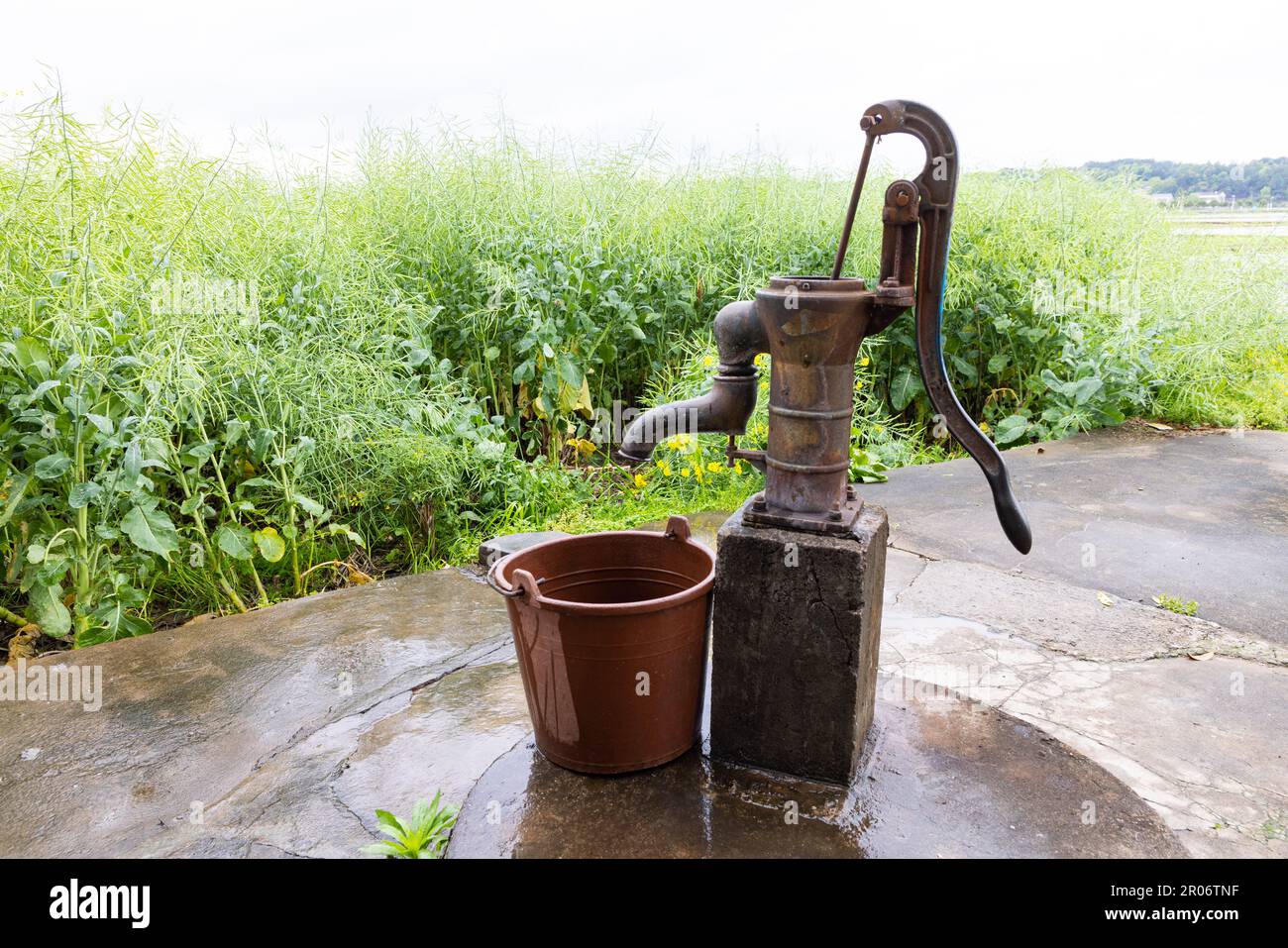 Menschen, die den Eimer mit Wasser aus der Handpumpe füllen, graben von  Hand in flachen Grundwasserleitern in Dörfern auf dem Land in China.  Rapssamen-Hülsen, Stiele, o Stockfotografie - Alamy