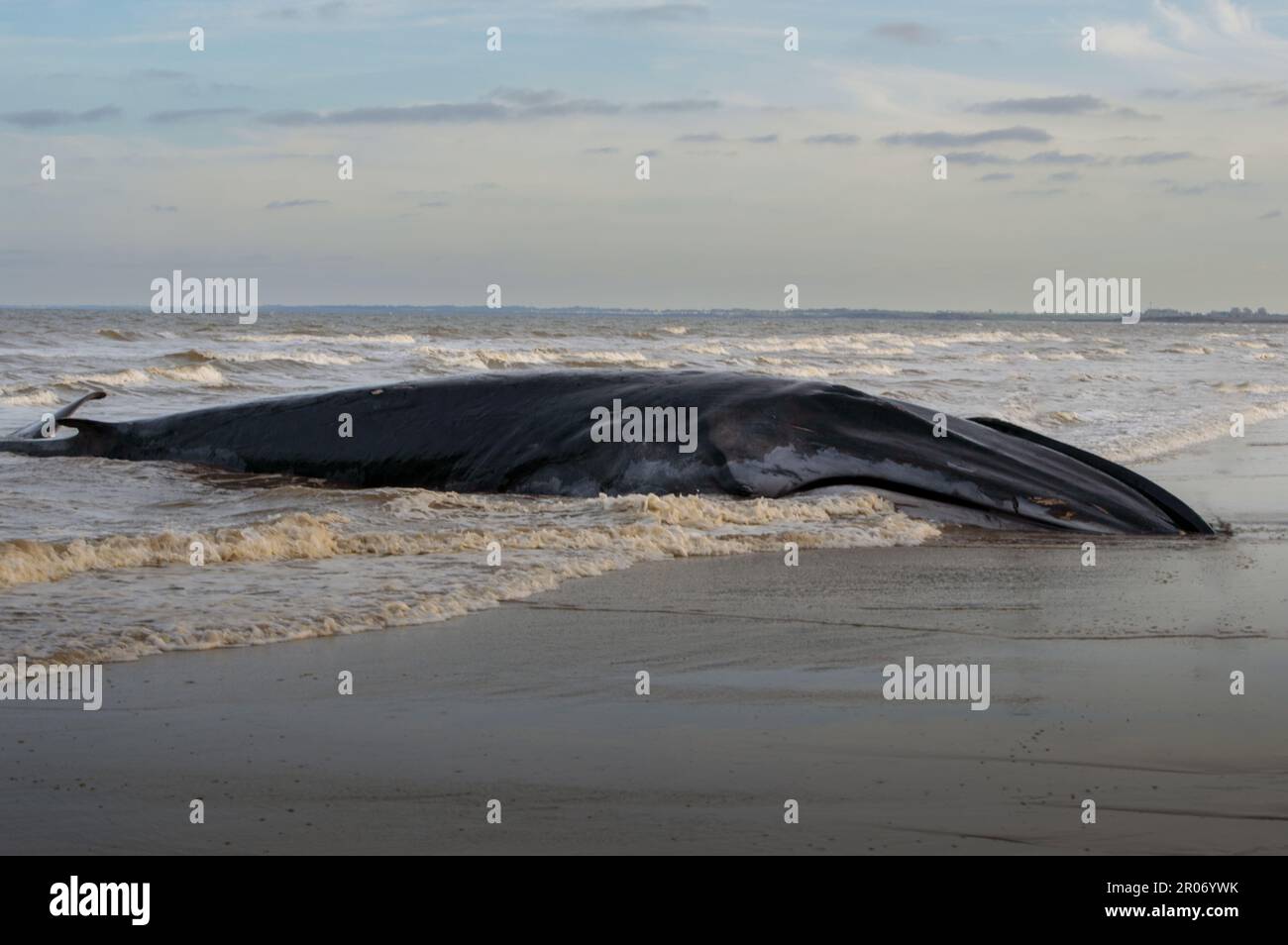 Wal Am Strand Stockfoto