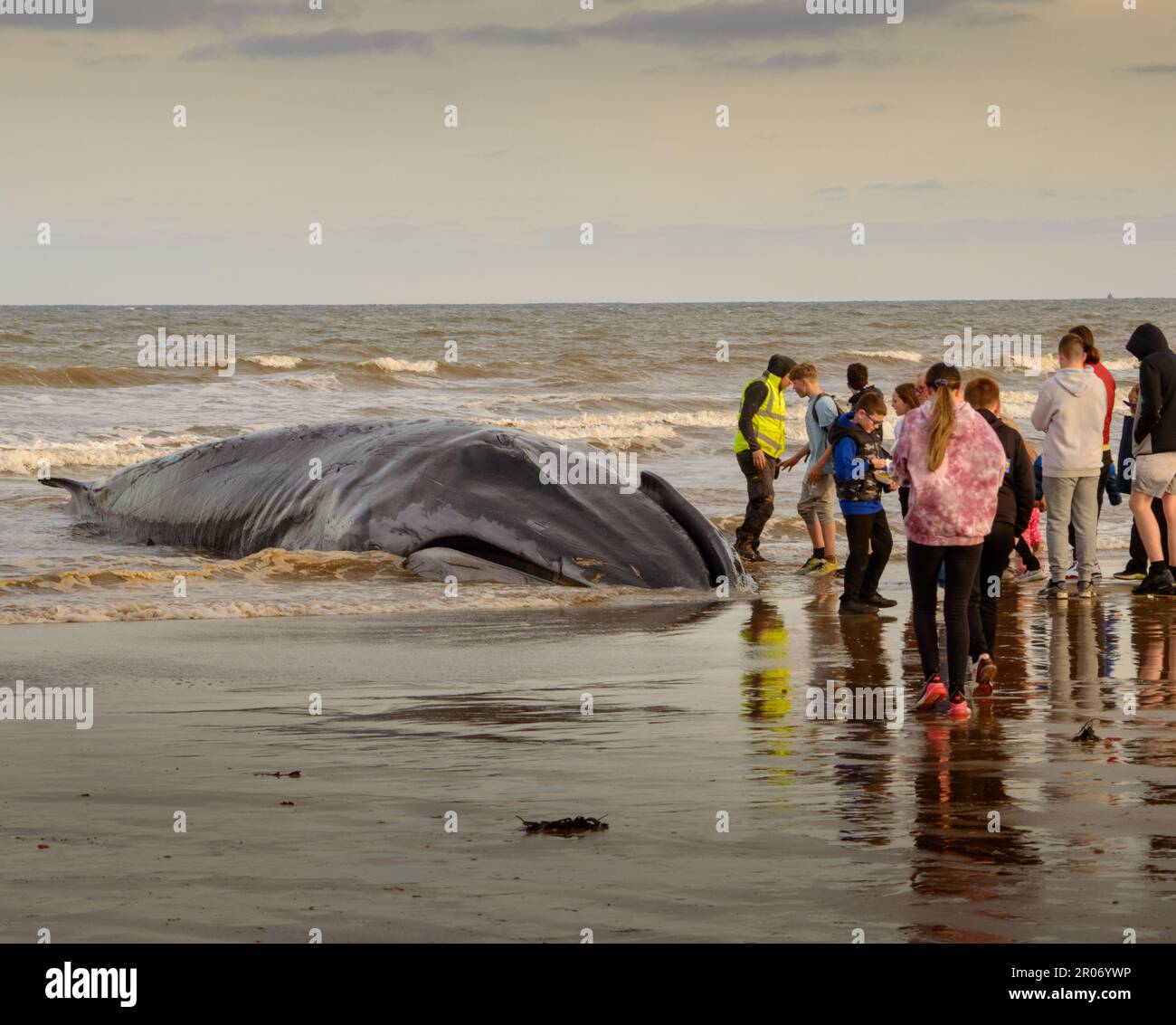 Gestrandete Wale Am Bridlington Beach Stockfoto