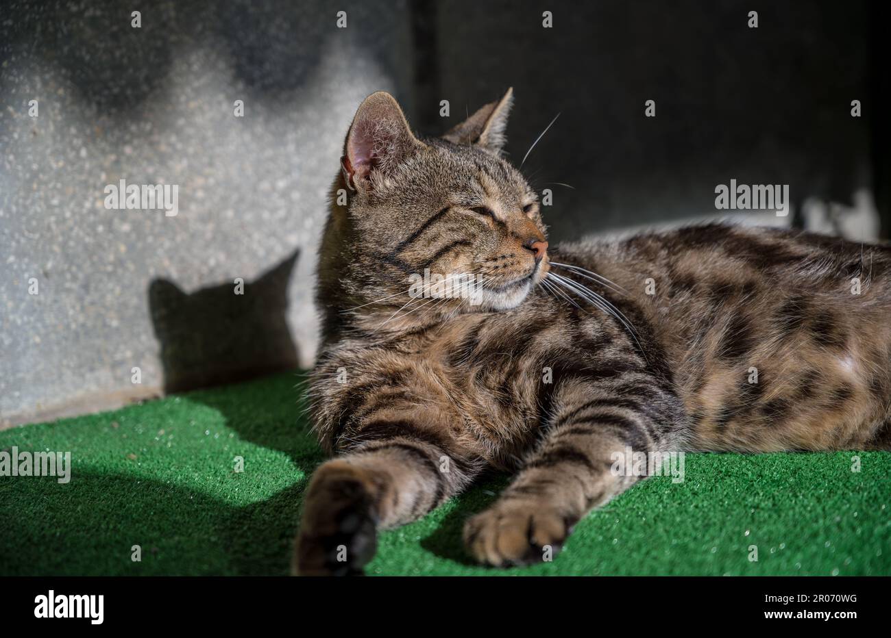 Fröhliche, ruhige, entspannte Katze in der Sonne Stockfoto