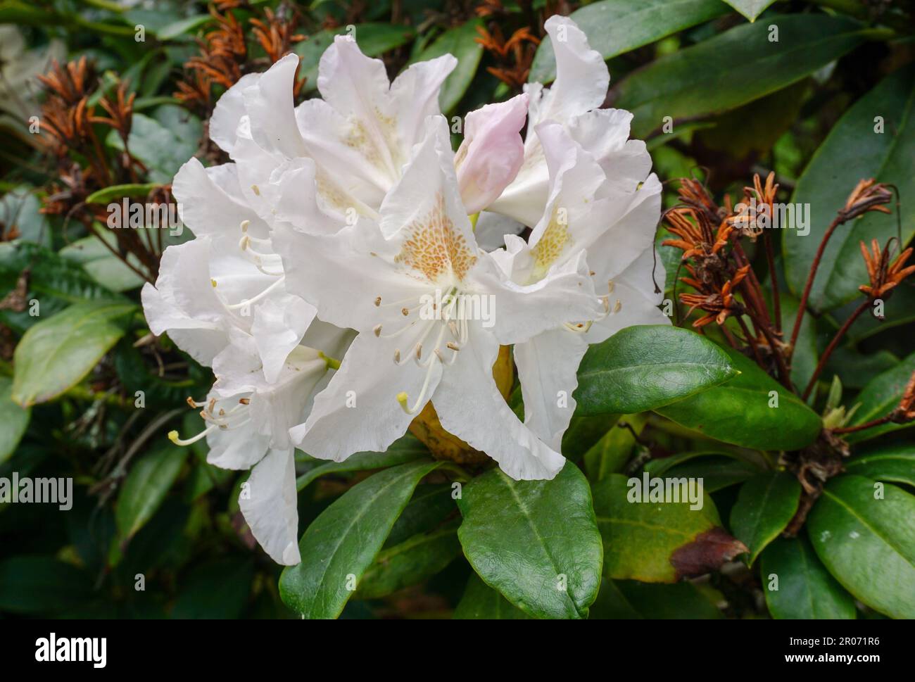 Wunderschöne weiße Rhododendron-Blumen blühen im Frühling. Saisonal blühender Gartenbusch Stockfoto