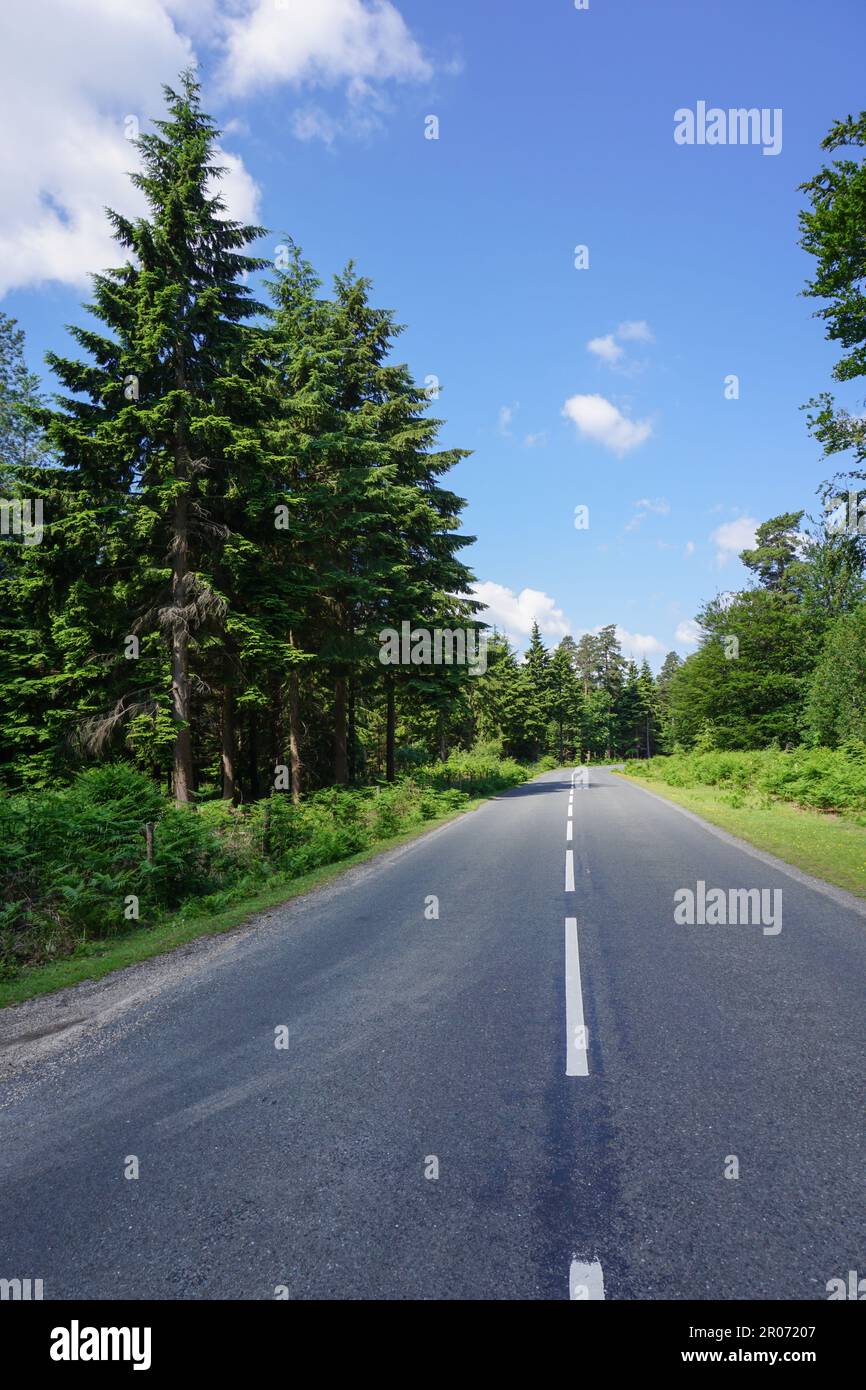 Road Trip durch den Wald. Blick auf die leere Straße an sonnigen Tagen. Stockfoto