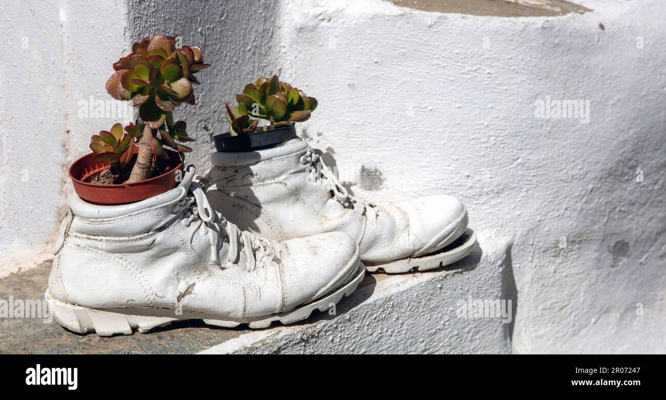 Jadepflanze im Freien, Miniaturbaum, wie in alten zerrissenen Schuhen auf weißgetünchtem Wandhintergrund. Viel Glück, Wohlstand. Griechenland, Kykladen-Insel Stockfoto
