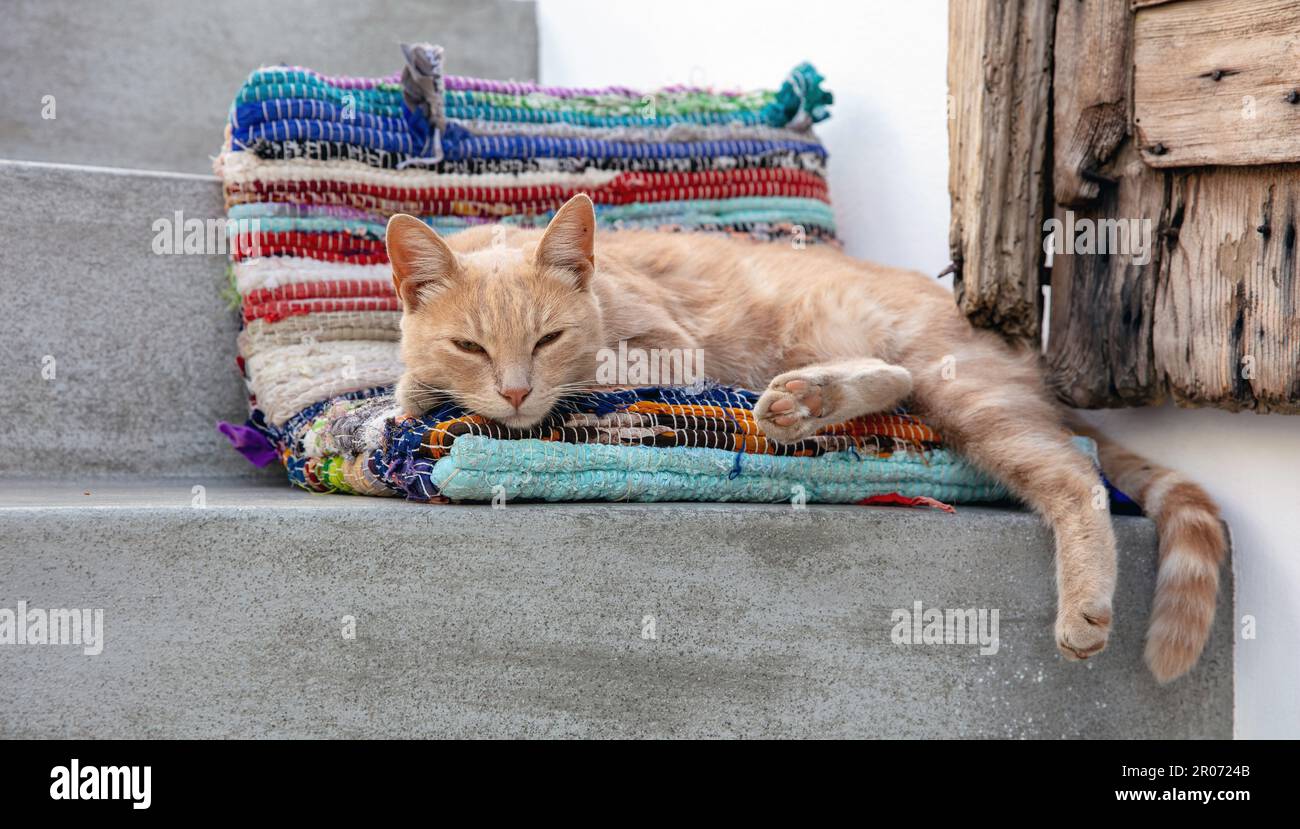 Felis catus domesticus Katze schläft halb auf Textilkissen. Im Freien wird ein rot-weißes Kätzchen auf der Treppe, Kykladen-Insel, Griechenland, gefilmt. Stockfoto