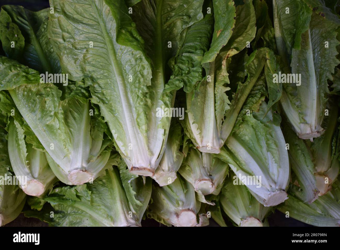 Romanesalat, Salat auf dem Bio-Bauernmarkt, nachhaltiges Einkaufen, Plastik gratis Einkaufen, kein Plastik Stockfoto