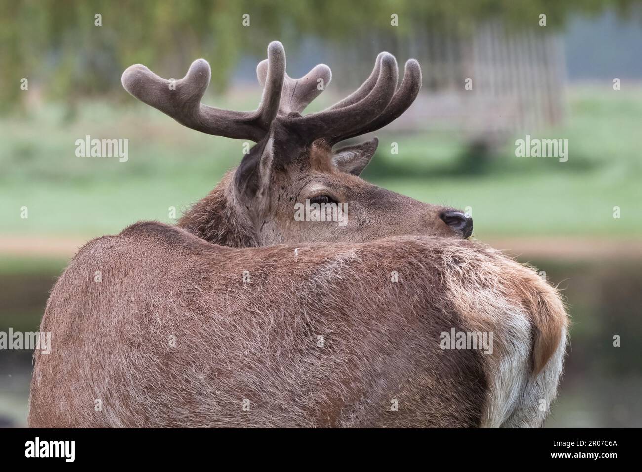 Schwarzwildwild mit neuem Samtgeweih, das nach hinten blickt Stockfoto