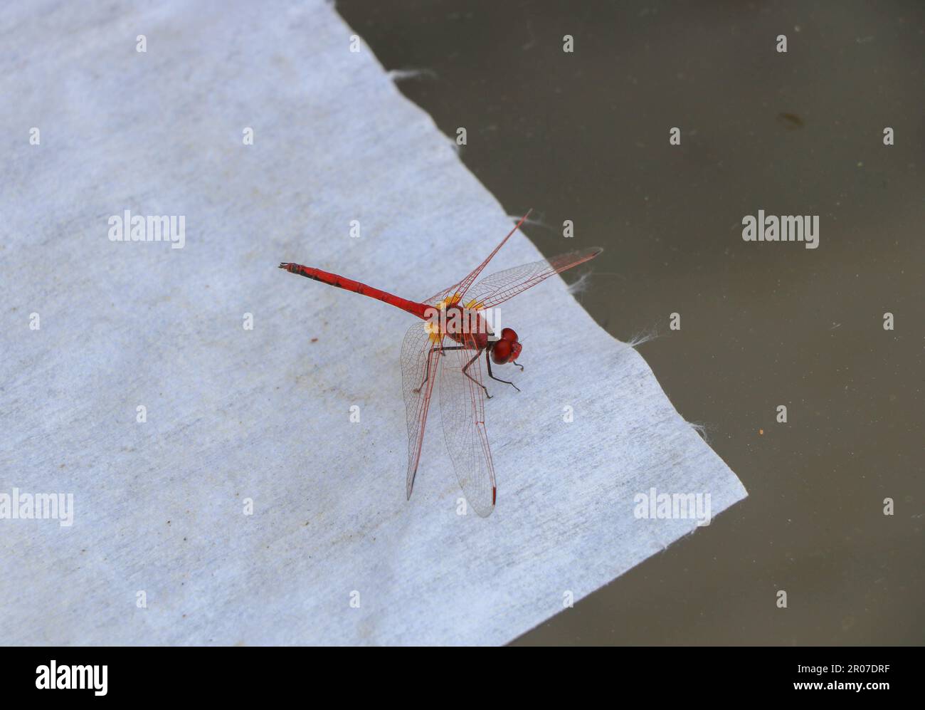 Trithemis Arteriosa Dragonfly auf einem Tisch Stockfoto