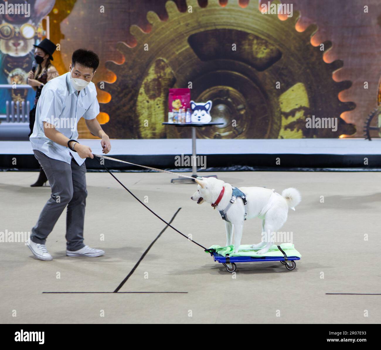 Bangkok, Thailand - 4. Mai 2023: Hundeshow-Balance im Trolley im Wettbewerb der Pet Expo. Stockfoto