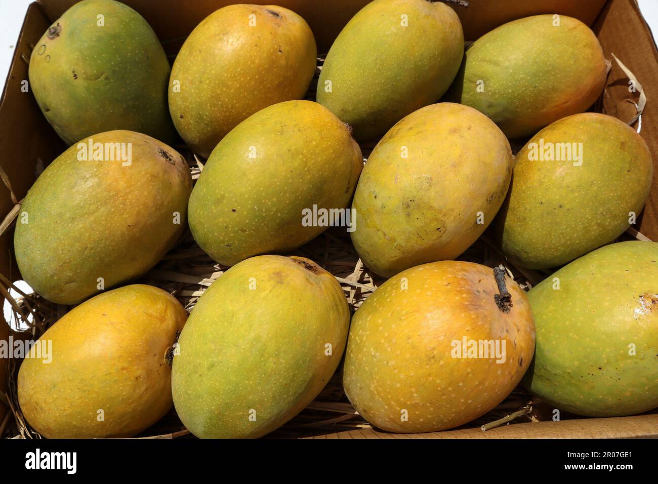 Alphanso Ratnagiri Mangos in einer Schachtel zum Verkaufen und Kaufen, Mangos Hintergrund Stockfoto