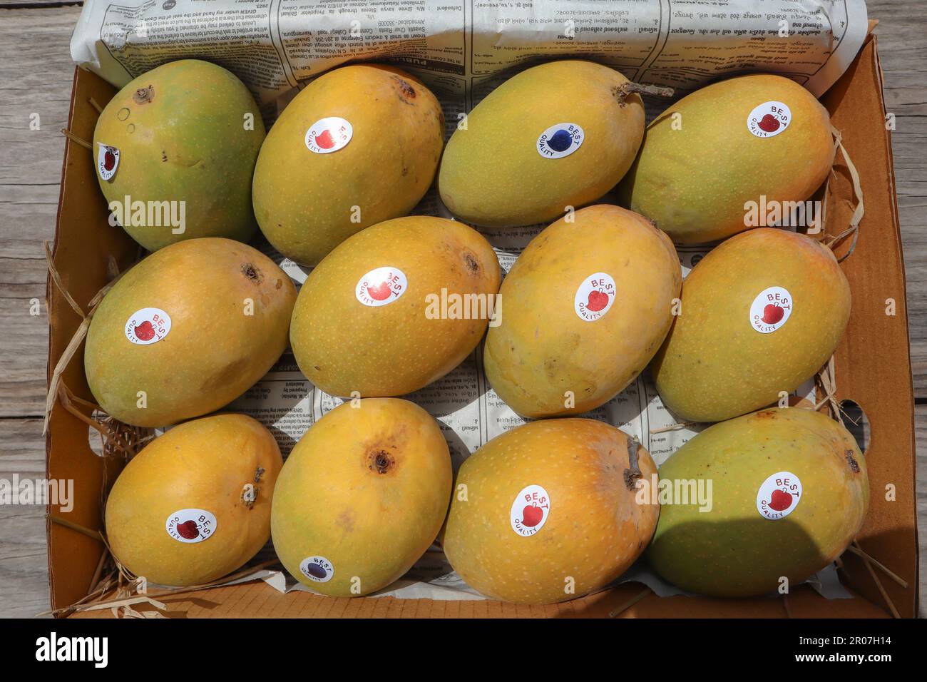 Alphanso Ratnagiri Mangos in einer Schachtel zum Verkaufen und Kaufen Stockfoto
