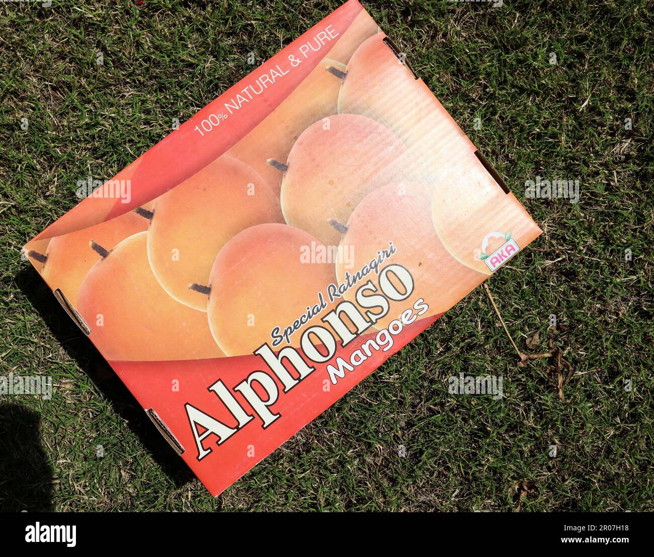 Eine Schachtel Mangos von Alphanso Ratnagiri, die man kaufen und verkaufen kann Stockfoto