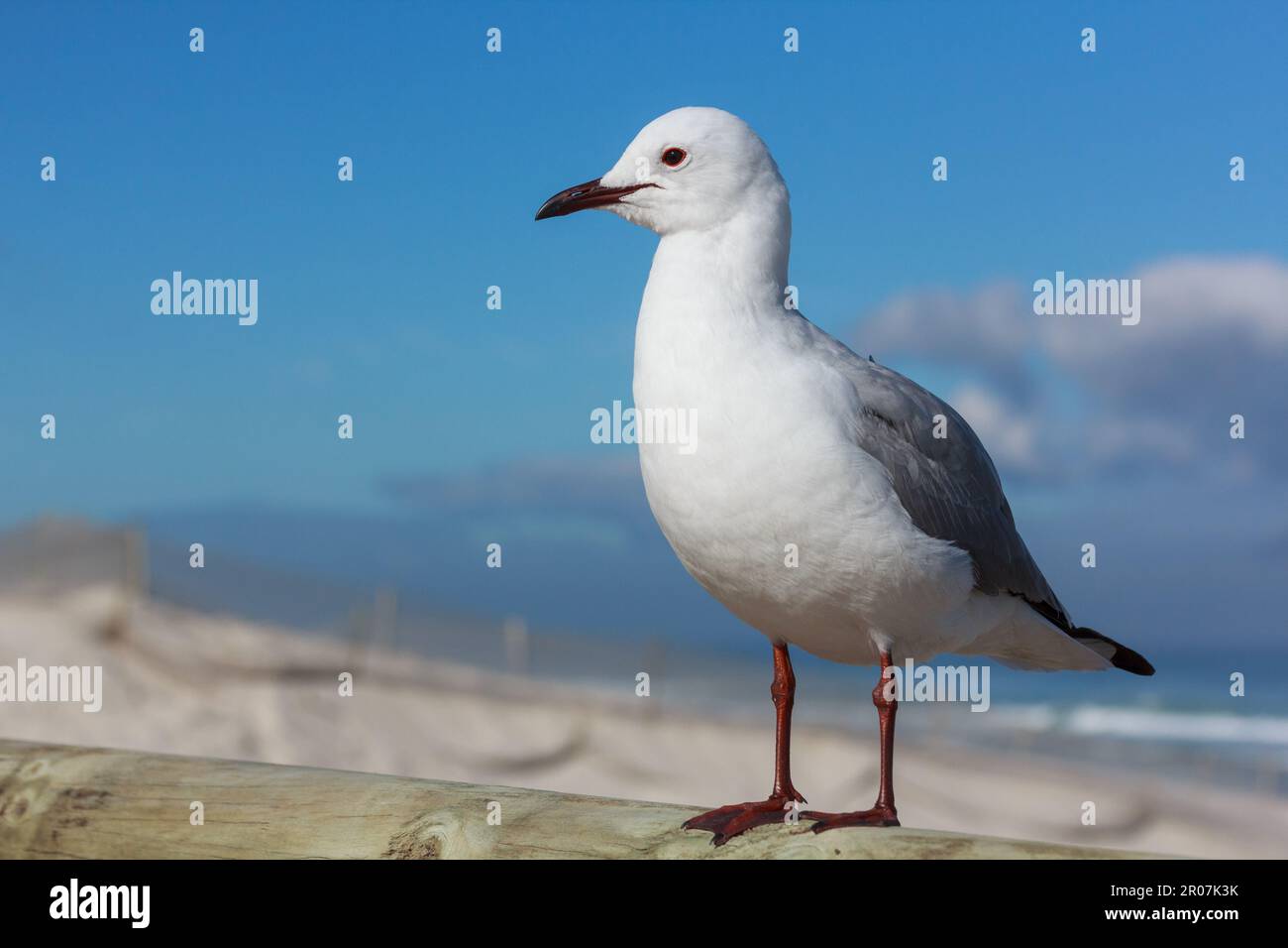 Die Möwe von Hartlaub oder König, die auf einem Holzzaun posiert. Fotografiert in Bloubergstrand, Kapstadt. Stockfoto