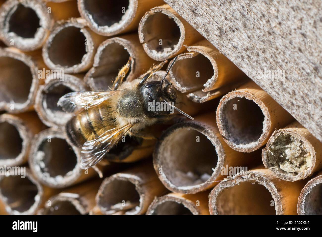 Rostige Maurerbiene (Osmia bicornis), Emsland, Niedersachsen, Deutschland Stockfoto