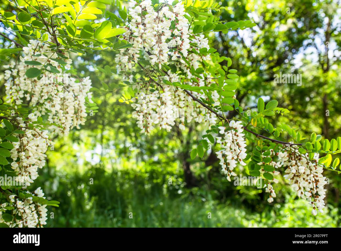 Weiße Akazien an einem sonnigen Tag. Duftende, köstliche Blumen auf dem Baum. Frische Blütenblätter von Pseudoakazienblüten. Zierhonigpflanze mit Pollen auf der Sonne Stockfoto