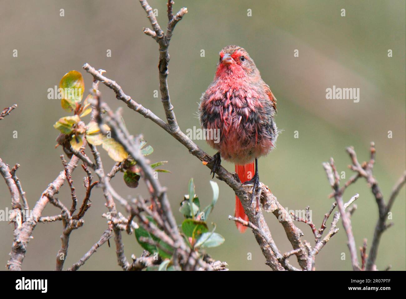 Pink-Tailed Bunting (Urocynchramus pylzowi), männlich, nass nach dem Baden, Provinz Qinghai, Tibetanisches Plateau, China Stockfoto