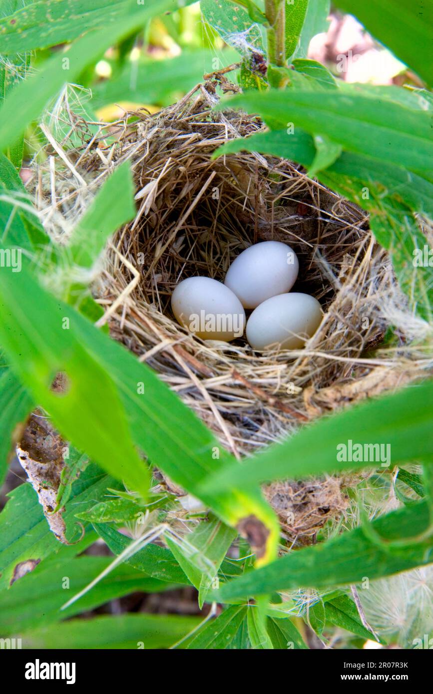 Indigo Bunting (Passerina cyanea) drei Eier in Nest (U.) S. A. Stockfoto