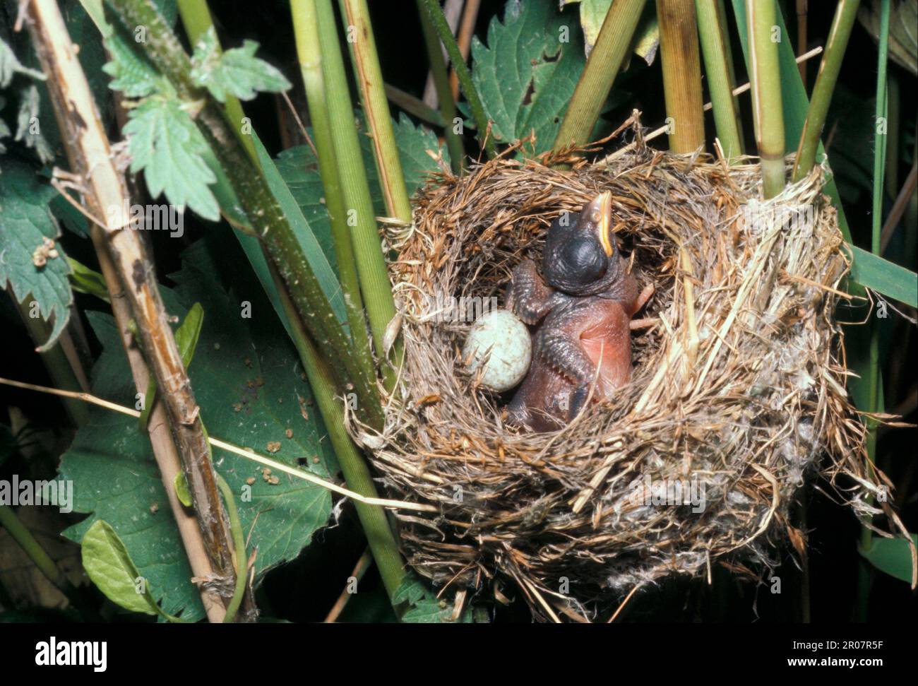 Kuckuck, gewöhnlicher Kuckuck (Cuculus canorus), Europäischer Kuckuck, Europäischer Kuckuck, Tiere, Vögel, Kuckuckuck-Vögel, Kuckuckuck-Nahaufnahme eines jungen Mädchens, das ausstößt Stockfoto