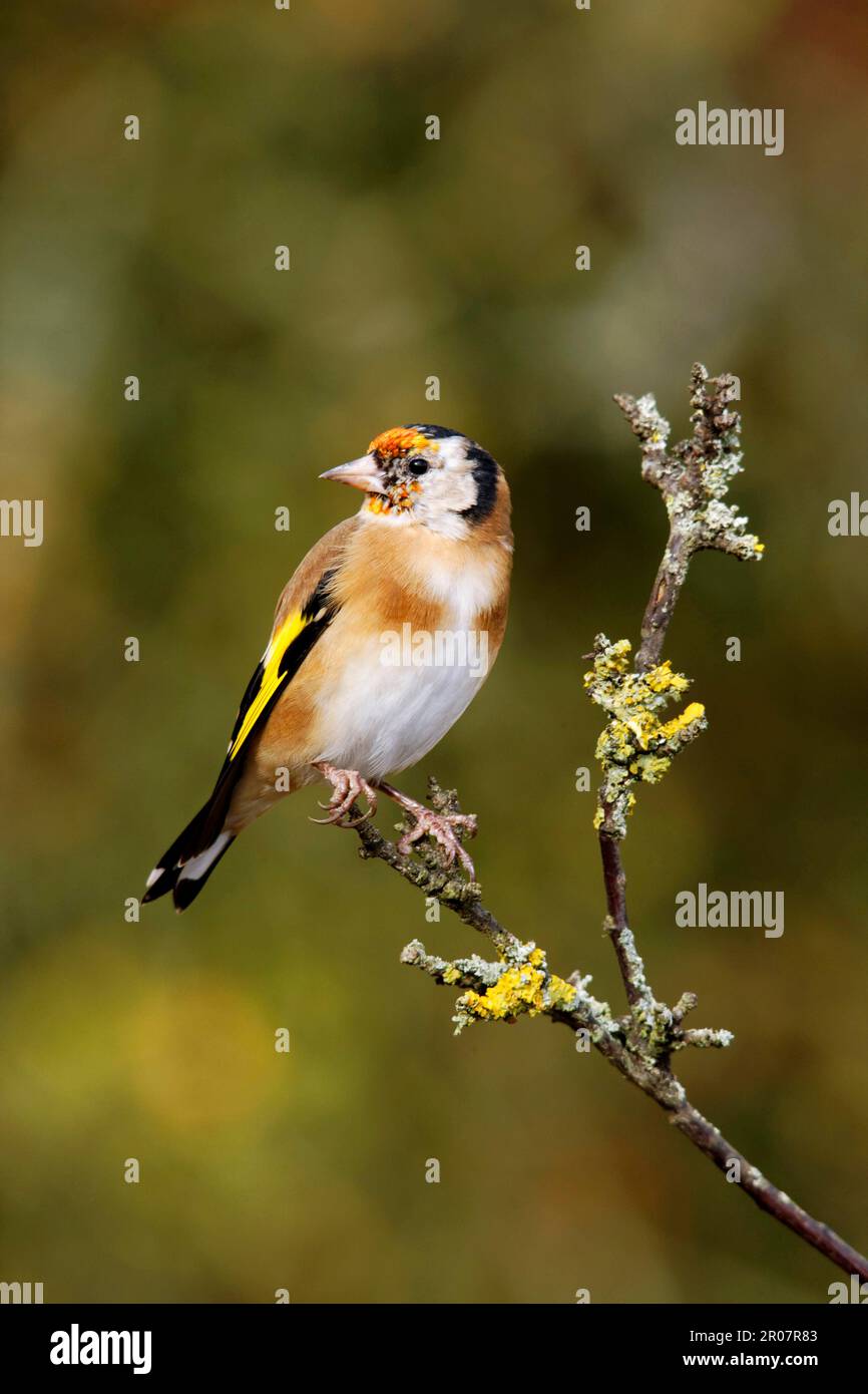 Junger europäischer Goldfink (Carduelis carduelis), der sich in das Gefieder eines Erwachsenen stemmt und auf einem Zweig in Warwickshire, England, Vereinigtes Königreich sitzt Stockfoto