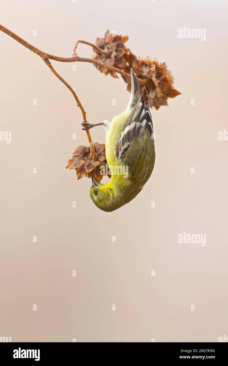 Amerikanischer Goldfink (Carduelis tristis), weiblich, ernähren sich von Samen von Samenköpfen, Bosque del Apache National Wildlife Refuge, New Mexico (U.) S.A. Stockfoto