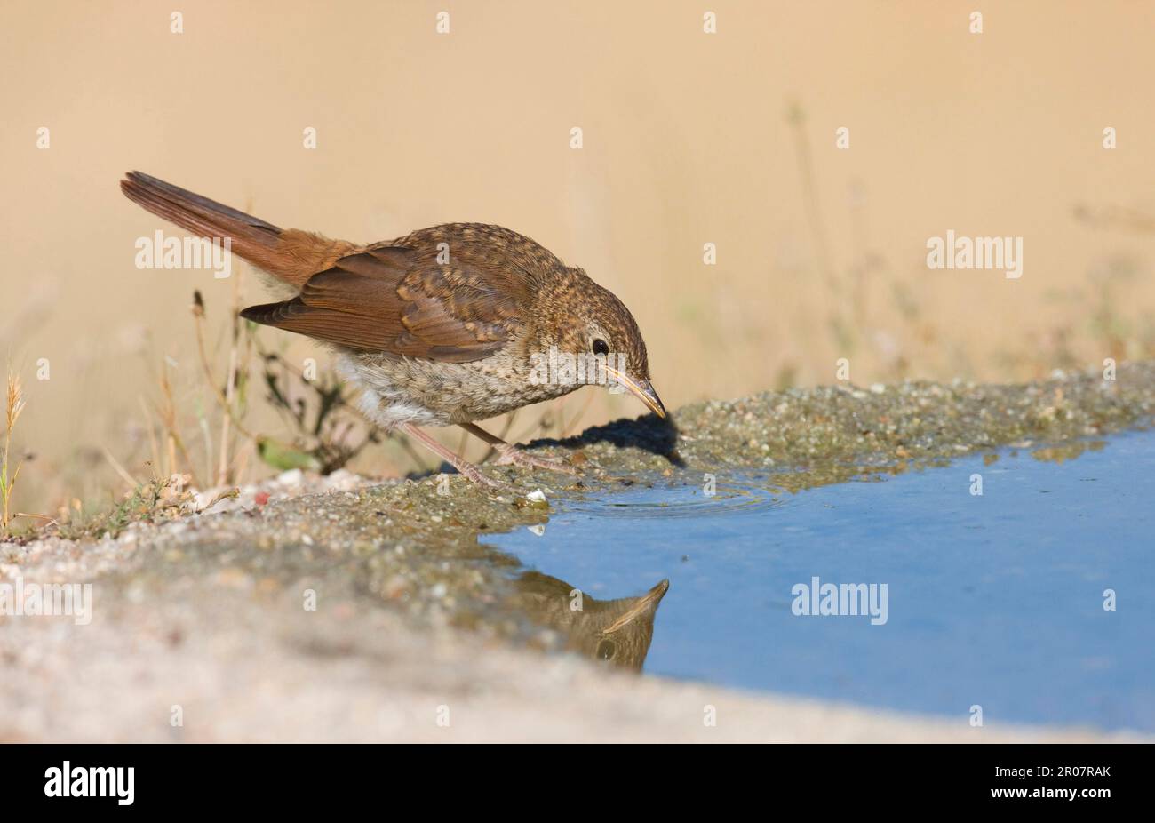 Nachtigall, Nachtigallen, Singvögel, Tiere, Vögel, Nightingale (Luscinia megarhynchos), Jugendliche, trinken im Pool, Spanien Stockfoto