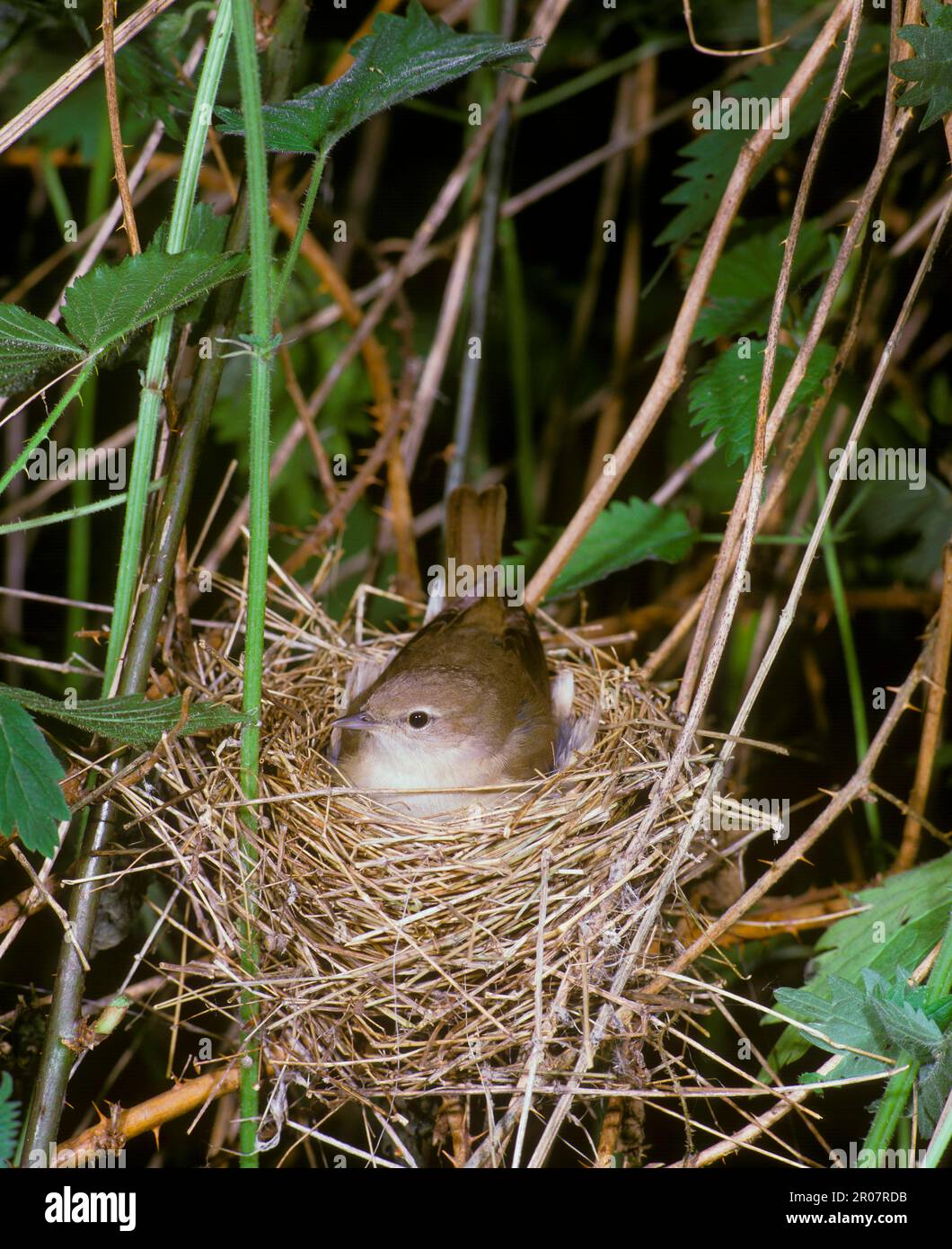 Gartenscheren, Gartenscheren (Sylvia Borin), Singvögel, Tiere, Vogelscheuchen, die im Nest sitzen, Sussex (S) Stockfoto